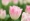 L版写真10,000枚を並べて作ったモザイクアート