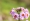 L版写真10,000枚を並べて作ったモザイクアート