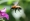 L版写真10,000枚を並べて作ったモザイクアート