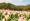 L版写真10,000枚を並べて作ったモザイクアート