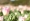 L版写真10,000枚を並べて作ったモザイクアート